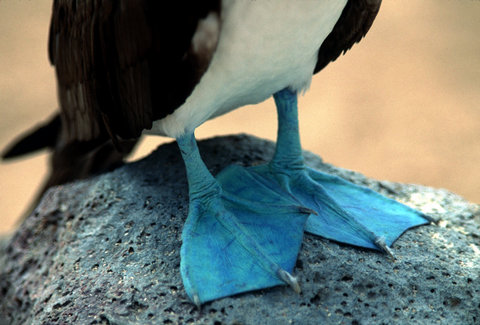 (c) Stuart Franklin / Magnum Photos