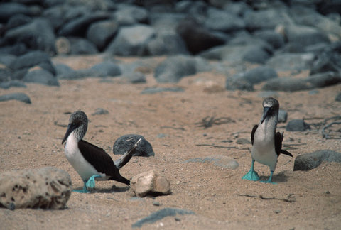(c) Stuart Franklin / Magnum Photos
