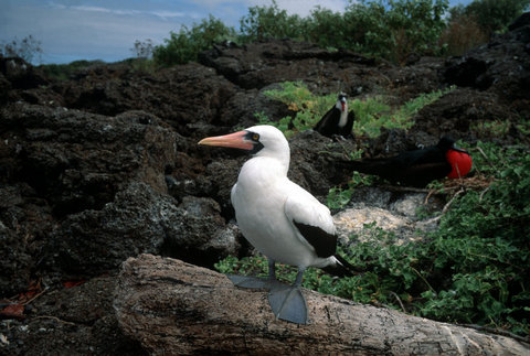 (c) Stuart Franklin / Magnum Photos