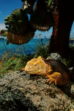 (c) Stuart Franklin / Magnum Photos