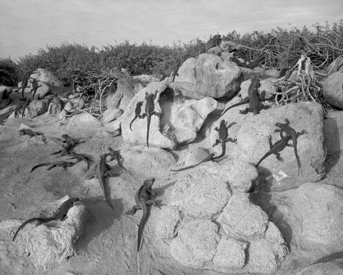 (c) Stuart Franklin / Magnum Photos