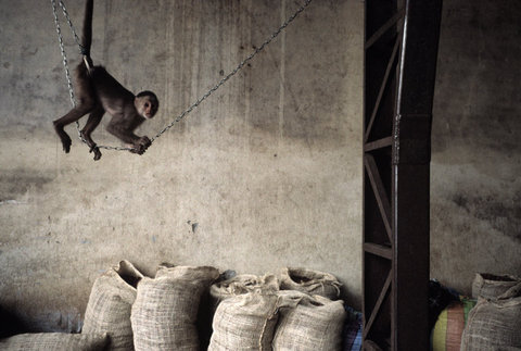 (c) Alex Webb / Magnum Photos