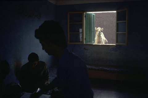(c) Alex Webb / Magnum Photos
