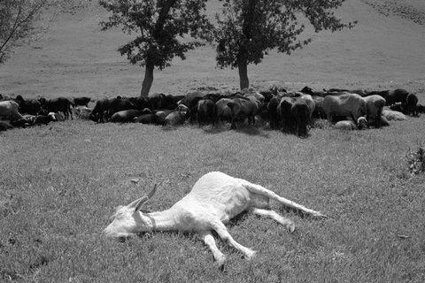 (c) John Vink / Magnum Photos