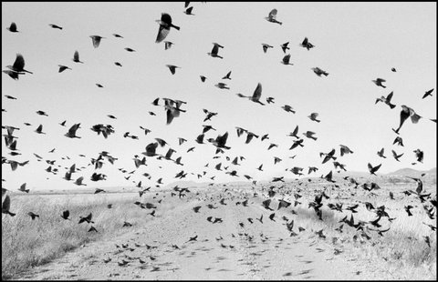 (c) Larry Towell / Magnum Photos