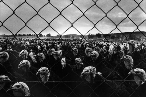 (c) Nikos Economopoulos / Magnum Photos