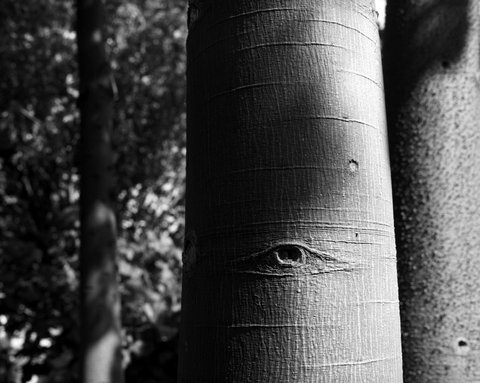 (c) Stuart Franklin / Magnum Photos